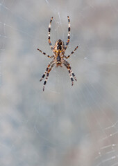 
big spider on a gray background