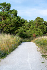 Dirt road in pine forest on sunny day  Sweden