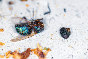 Dirty fat fly with its head torn off on a white background, macro photography.