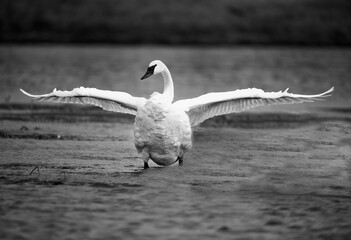 Trumpeter Swan