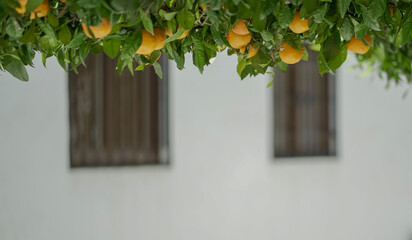 Orange tree on top part of the picture