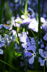 Beautiful garden with blue flowers