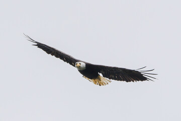 A flying Bald Eagle seen in northern Canada, Yukon Territory in the summer time. Incredible wing span picture. 