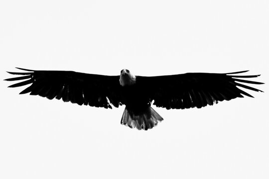 A Flying Bald Eagle Seen In Northern Canada, Yukon Territory In The Summer Time. Incredible Wing Span Picture. 