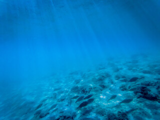 underwater marine life on coral reefs