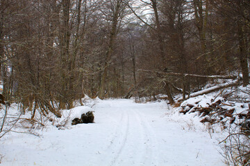 river in winter forest