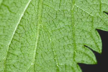 Green nettle leaf, macro picture.