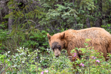 Young grizzly bear seen in Yukon Territory, northern Canada. Eating roots on the side of the road, looking at the camera. 