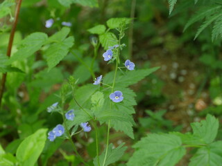 blue flowers Veronica Chamaedrys, herbal medicative plant