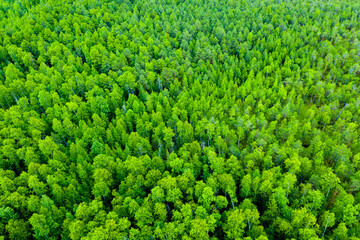 Aerial view of autumn trees. Colorful trees from above. Panorama