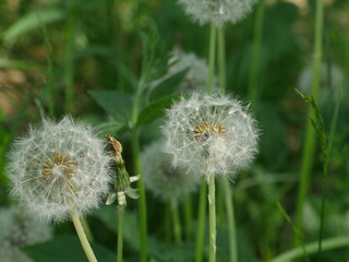 Fototapeta premium dandelion seeds with fluffy umbrellas in inflorescence
