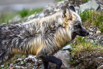 Stunning black, silver, red fox seen in the wild in northern Canada, Yukon Territory. 
