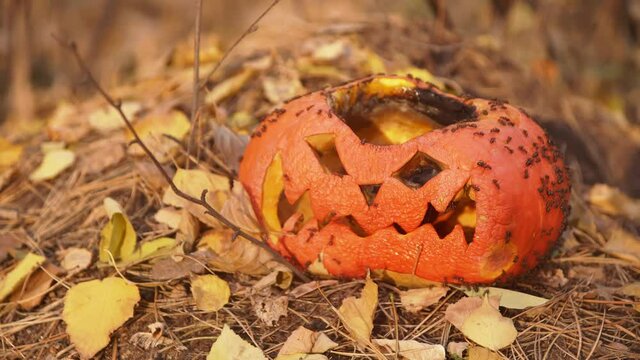 Wrinkled face of a festive pumpkin after Halloween in forest. Theme of celebration of halloween and autumn passed holidays. Decorative carved pumpkin with a creepy face left to rot in woods on anthill