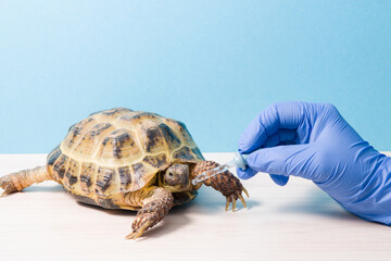 land Central Asian tortoise at the reception of a herpetologist veterinarian, a hand in a blue...