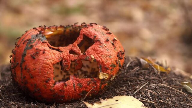 Colony of ants eats an old battered and rotten pumpkin. Theme of celebration of halloween and autumn passed holidays. Decorative carved pumpkin with a creepy face left to rot in woods on anthill.
