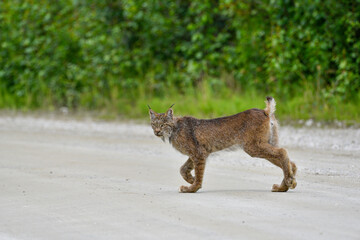 Stunning lynx seen in northern Canada, Yukon Territory. Beautiful, wild big cat.  © Scalia Media