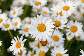 Obraz na płótnie Canvas Daisies. Chamomile. Many flowers with white petals.