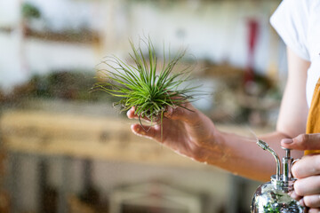 Close up of woman florist in overalls, holding in her wet hand and spraying air plant tillandsia at garden home/greenhouse, taking care of houseplants. Indoor gardening. 