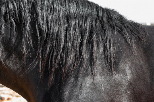 Mane of the horse, Horse body part close up