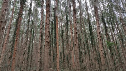 Obraz premium Trunks