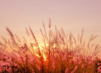 Obraz premium Grass flowers outdoor in the ground and Bright orange and yellow colors sunset sky