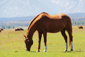 Fototapeta na wymiar wild horses eating grass in Grand Teton