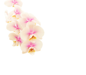 orchid flower on white background