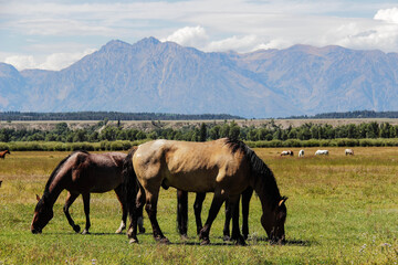 Fototapeta na wymiar wild horses eating grass in Grand Teton