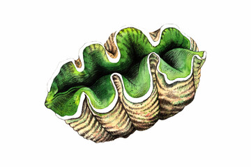 tridacna bivalve mollusk drawn with watercolor and colored pencils © Elena