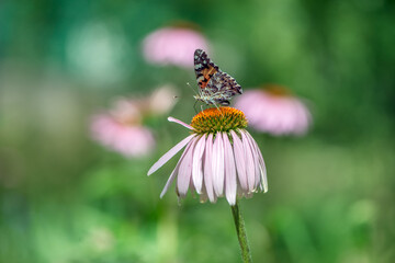 Butterfly Vanessa cardui collects nectar from an echinacea flower on a summer day in the garden