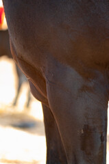 Fototapeta premium Horse body part close up