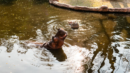 breeding and care of hippos in the zoo. Care and control of the world's hippo population