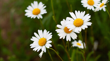 Fototapeta na wymiar Beautiful bouquet of camomiles on sunny day in nature closeup. Daisy flowers, wildflowers, spring day. Many marguerites on meadow in garden with nice white petals and blossoms. Banner for web site