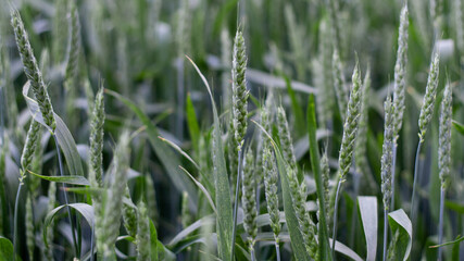 Green spikelet of wheat stood out against blurred wheat field. Oats, rye, barley. Juicy fresh unripe ears of young green wheat on nature in spring and summer field closeup macro. Banner for web site