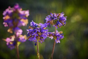 Obraz premium Verbena Bonariensis 