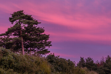 Obraz premium Sky streaked with pink clouds