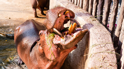 hippo feeding by guests of the zoo. Reproduction and care of hippos