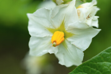 Defocused floral nature green background with white flower of potato. Cultivating of vegetables, agriculture concept. Ecological harvesting. Summer, spring season concept. Nature abstract.