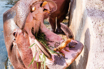 Fototapeta na wymiar hippo feeding by guests of the zoo. Reproduction and care of hippos