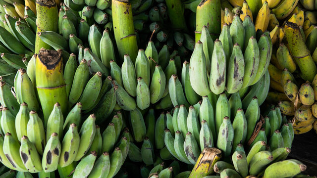 selling organic green bananas to world markets. Useful properties of young green bananas