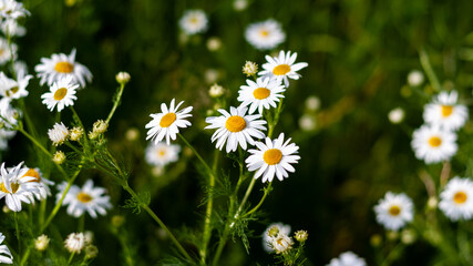 Beautiful flowers field of camomiles on sunny day in nature closeup. Daisy wild flowers, spring day. Many marguerites on meadow in garden with nice white petals and blossoms. Banner for web site