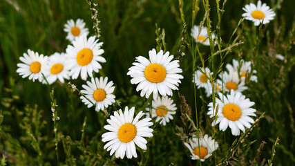 Fototapeta premium Beautiful bouquet of camomiles on sunny day in nature closeup. Daisy flowers, wildflowers, spring day. Many marguerites on meadow in garden with nice white petals and blossoms. Banner for web site