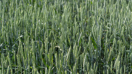 Green spikelets of wheat stood out against background of blurred wheat field. Oats rye barley. Juicy fresh unripe ears of young cereal on nature in spring-summer field close-up macro. Banner web site