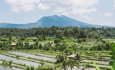.rice terraces of indonesia. Tourist places of Bali