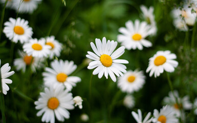 Beautiful bouquet of camomiles on sunny day in nature with blurred background closeup Daisy flowers wildflowers Many marguerites on meadow in garden with nice white petals blossoms Banner for web site
