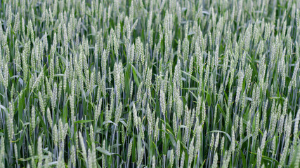 Obraz premium Green spikelets of wheat against background of wheat field in sunny day. Oats rye barley. Juicy fresh unripe ears of young cereal on nature in spring-summer field close-up macro. Banner web site