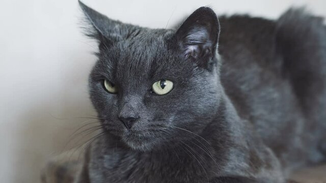 Graceful gray cat with beautiful eyes looking at the camera. Pets care and domestic cats care concept.