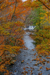 The Bronx, New York, USA: An autumn-colored forest scene with a stream and a small waterfall in the 250-acre New York Botanical Garden, established in 1891.