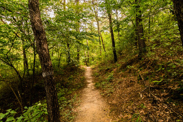 Naklejka premium Walking path in a woodland park