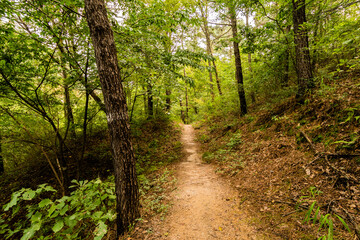 Fototapeta na wymiar Walking path in a woodland park